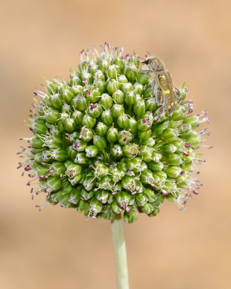 Allium dictyoprasum