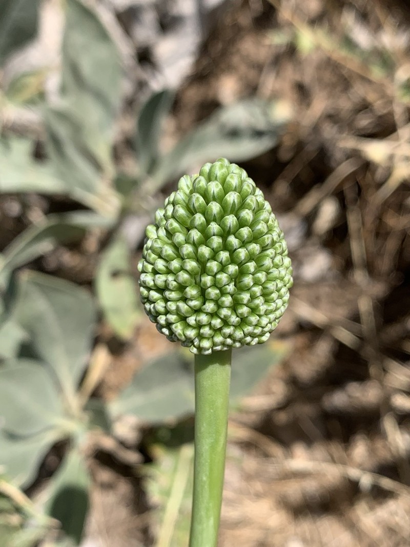 Allium dictyoprasum photo 2