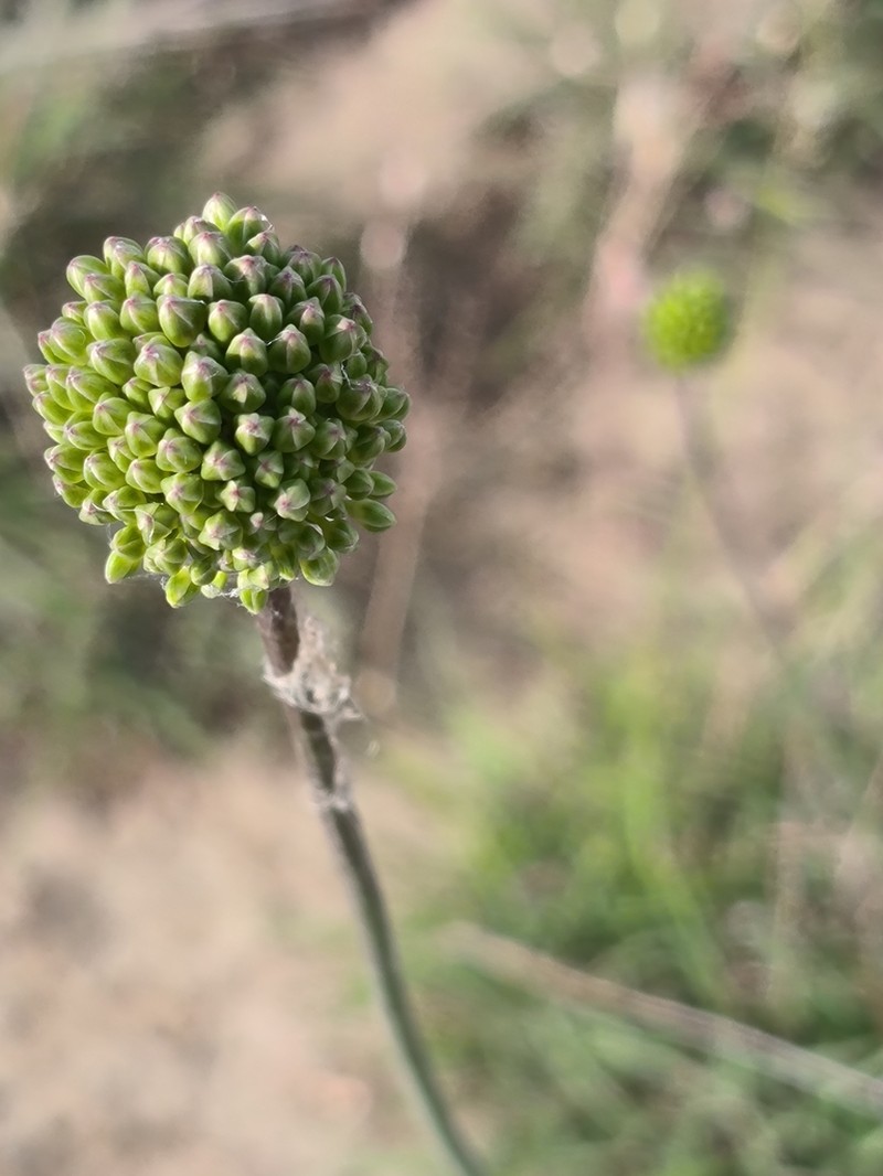 Allium dictyoprasum photo 3