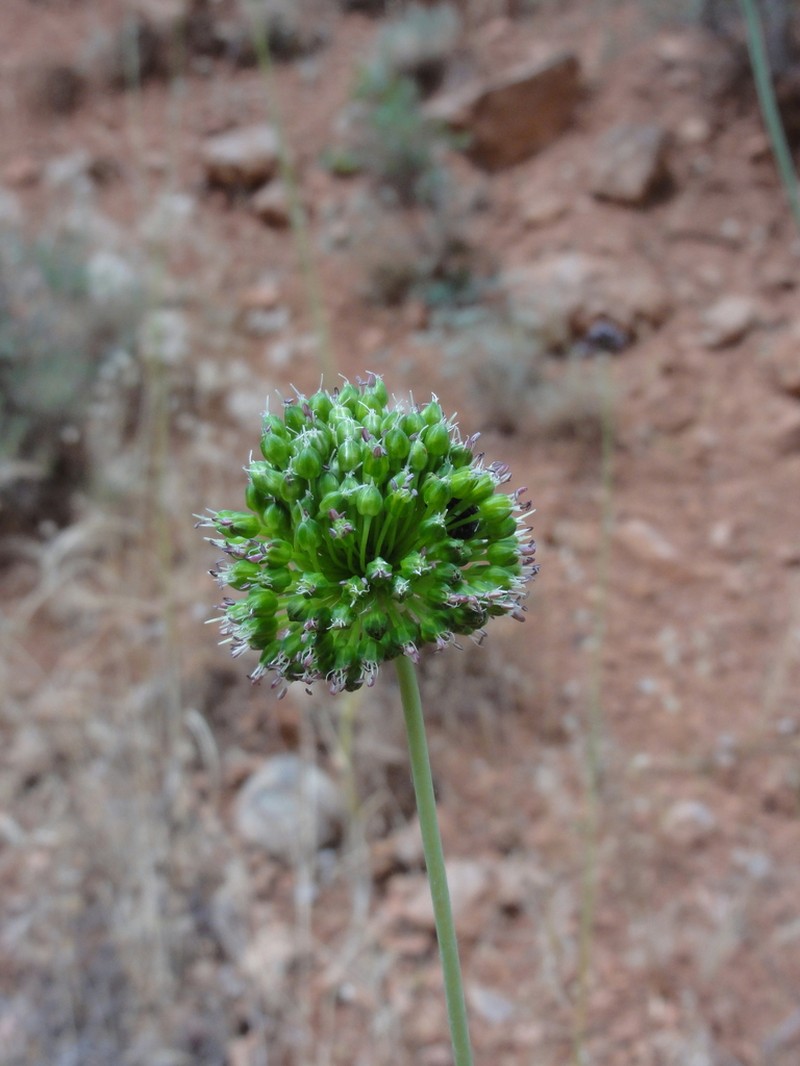 Allium dictyoprasum photo 4