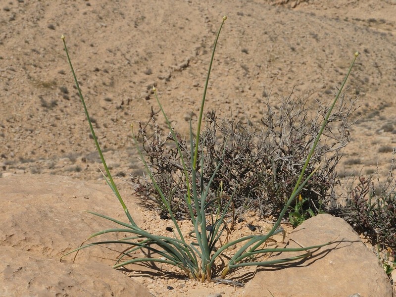 Allium dictyoprasum photo 5