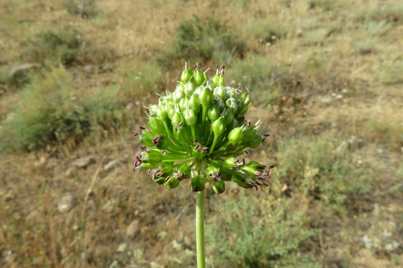 Allium dictyoprasum photo 6