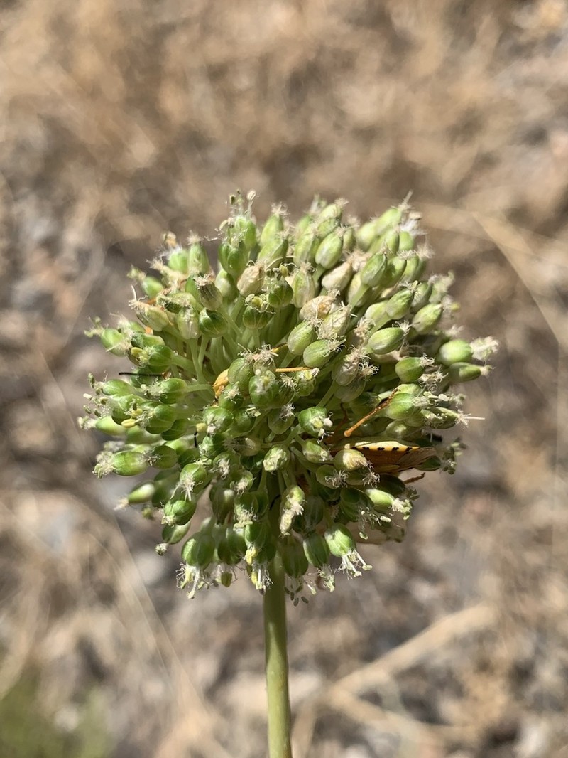 Allium dictyoprasum photo 7