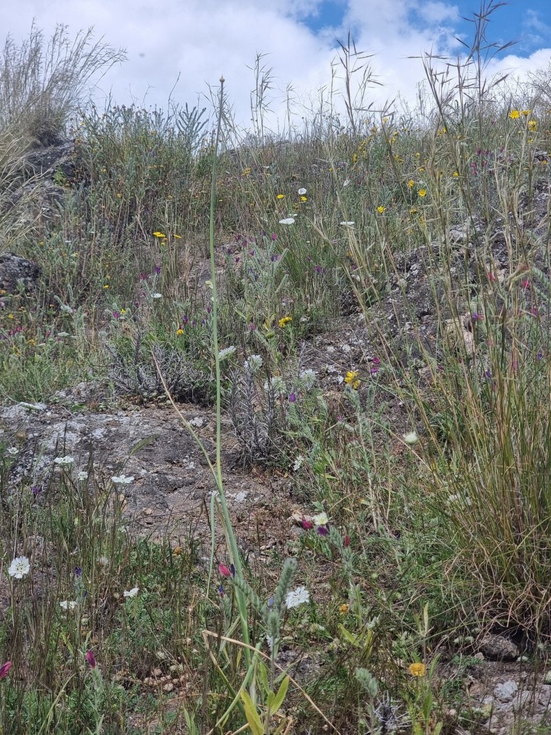 Allium dictyoprasum photo 8