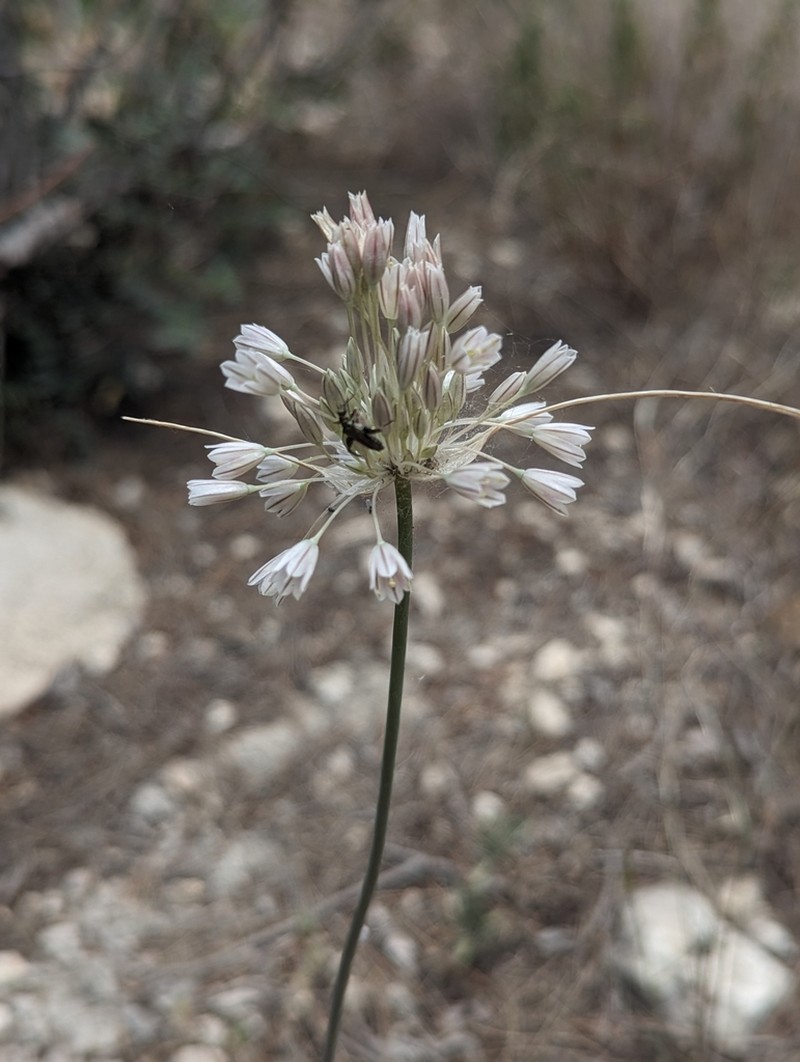Allium diomedeum