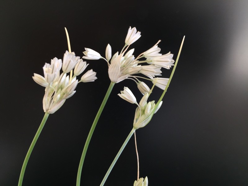 Allium diomedeum photo 2