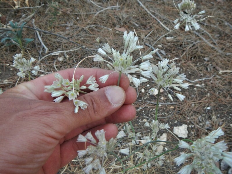 Allium diomedeum photo 3