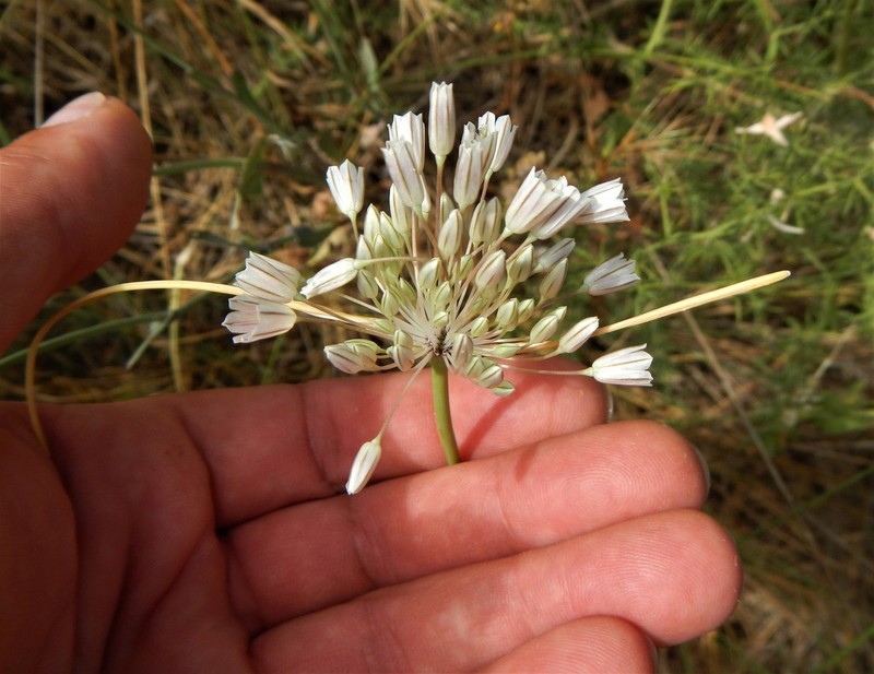 Allium diomedeum photo 4