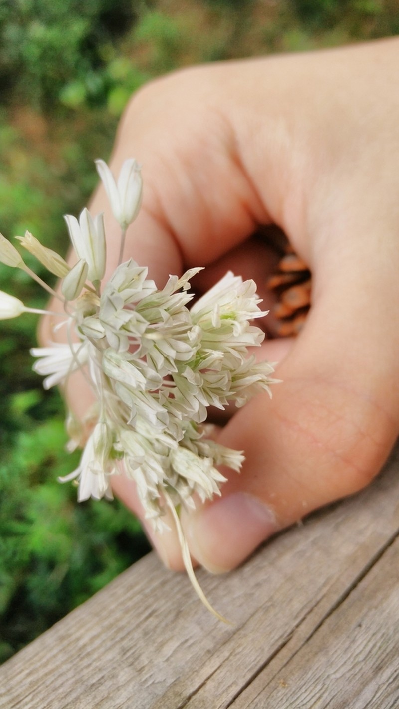 Allium diomedeum photo 5
