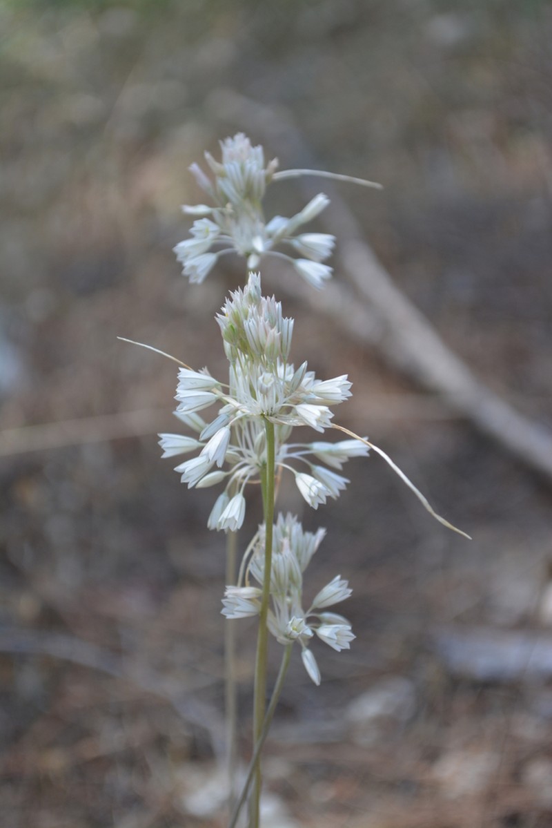 Allium diomedeum photo 6