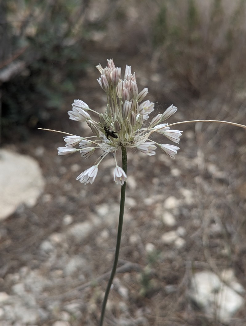 Allium diomedeum photo 7