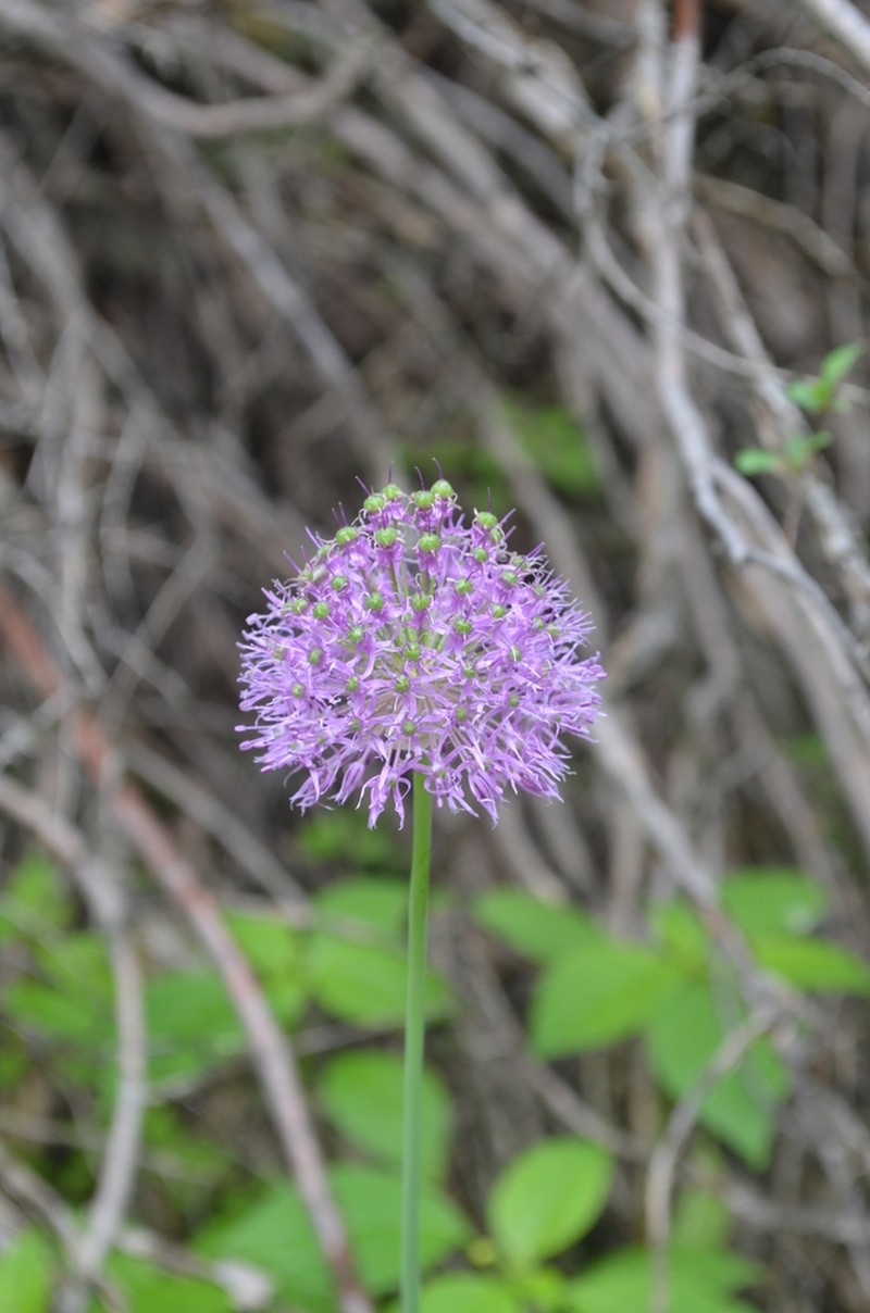 Allium dodecadontum photo 3