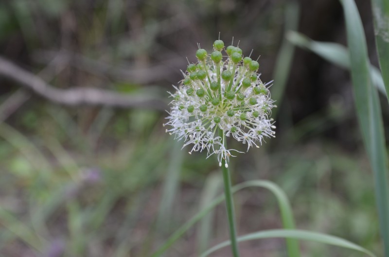 Allium dodecadontum photo 4