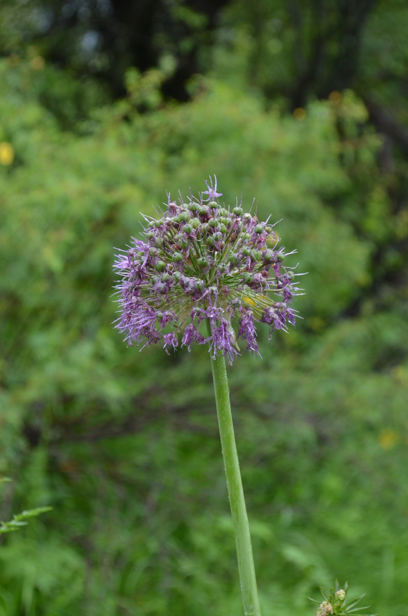 Allium dodecadontum photo 6