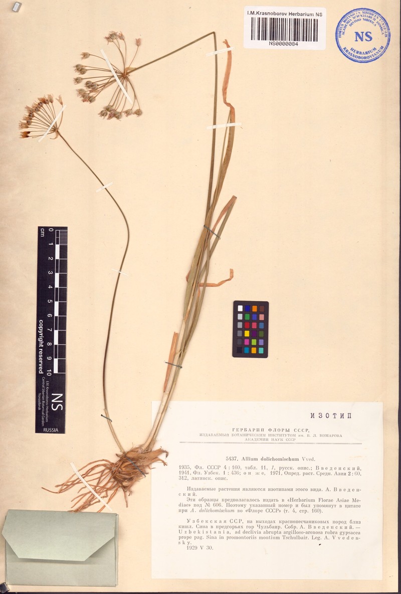 Allium dolichomischum