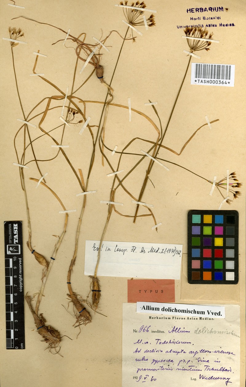Allium dolichomischum photo 2