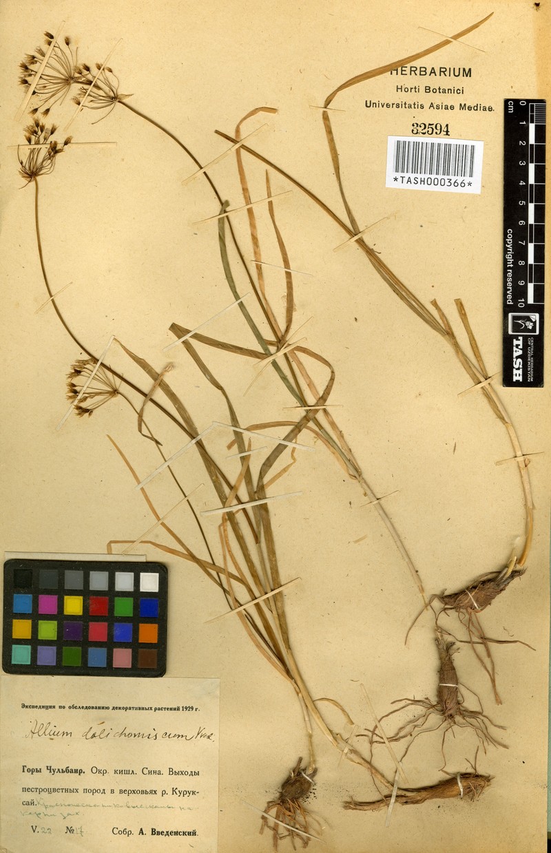 Allium dolichomischum photo 3