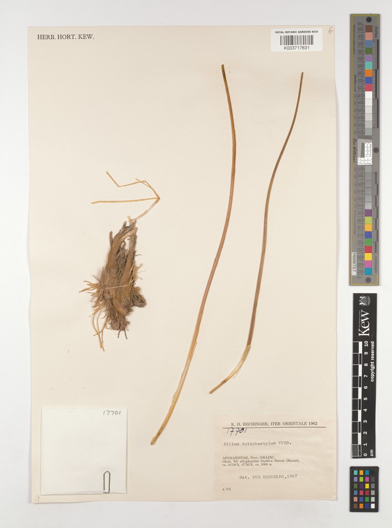 Allium dolichostylum photo 2