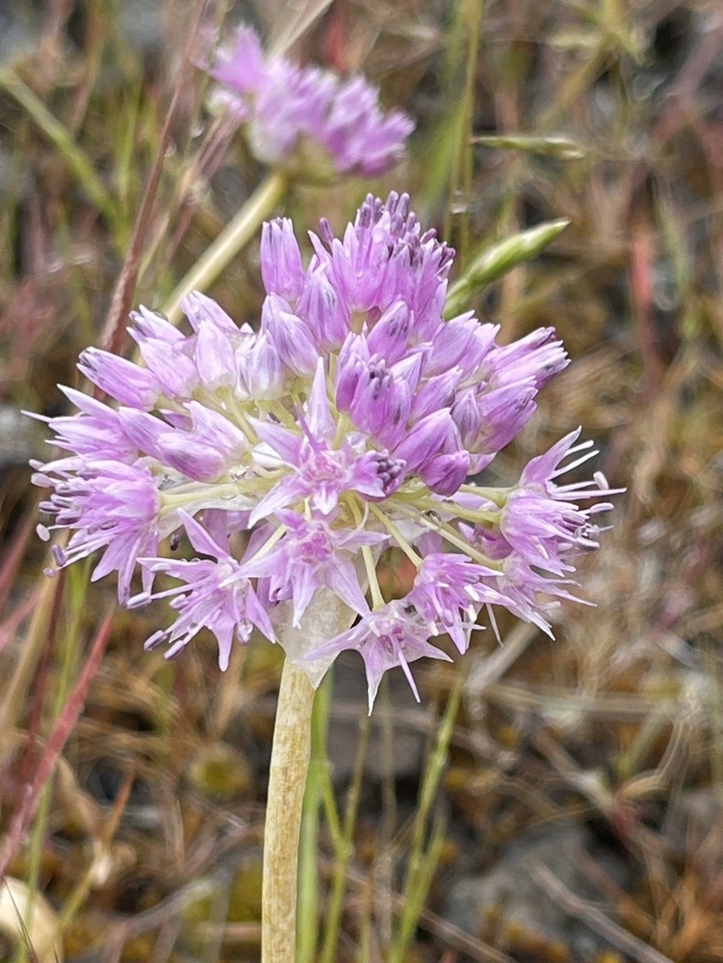 Douglas' Onion photo 4