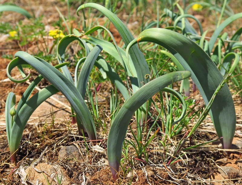 Douglas' Onion photo 5