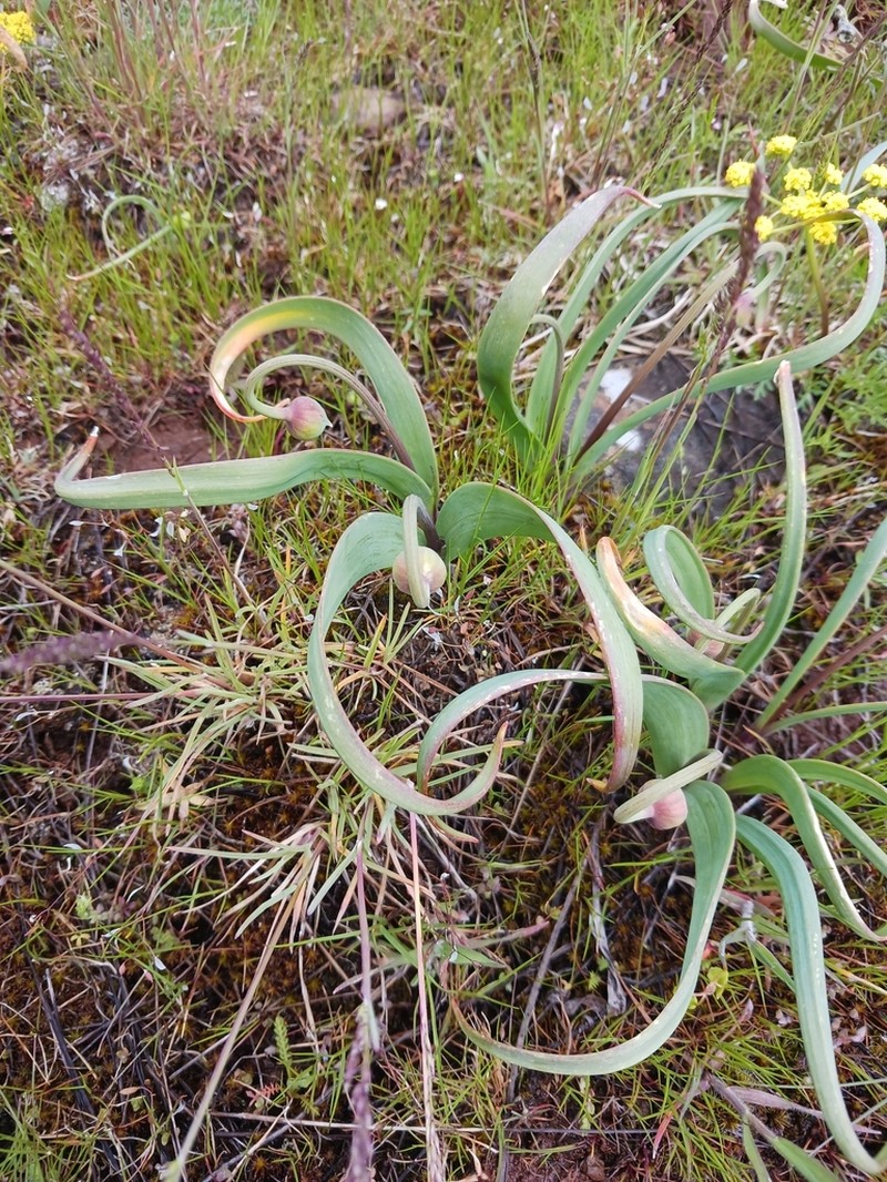 Douglas' Onion photo 8