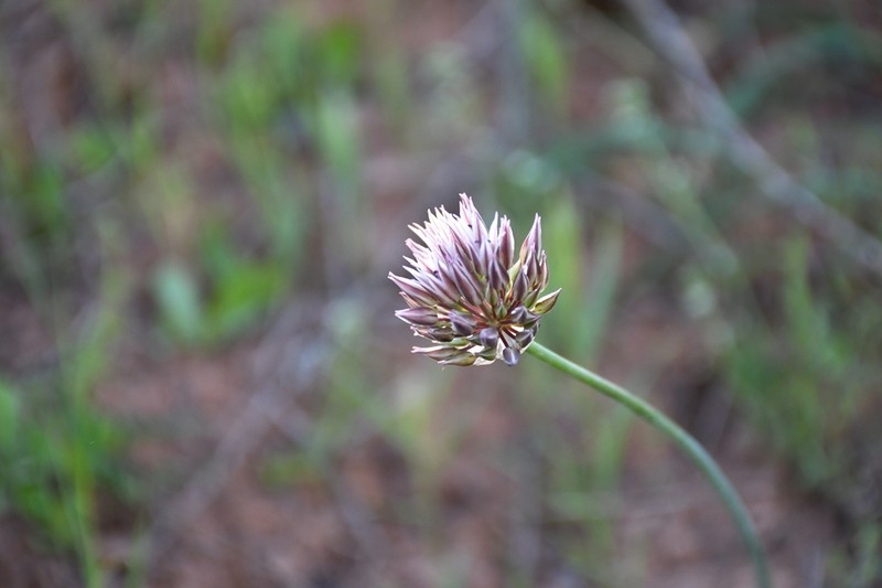 Allium drepanophyllum