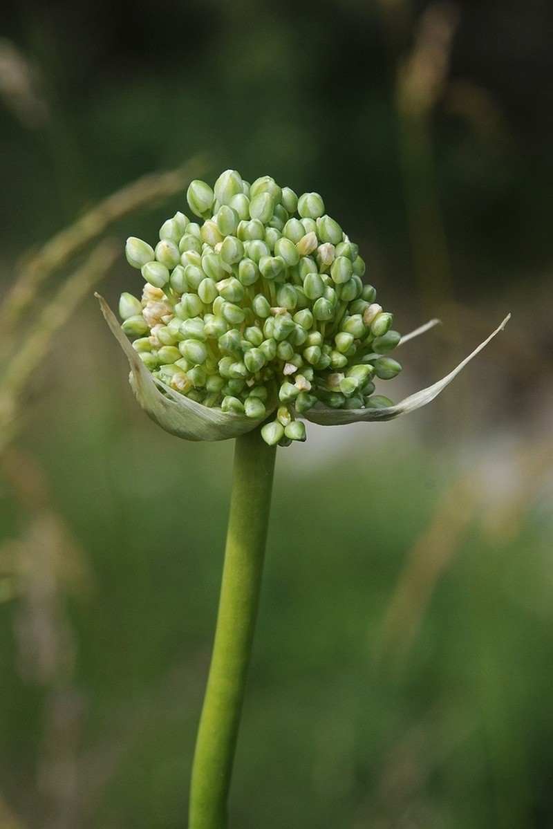 Allium drobovii photo 2