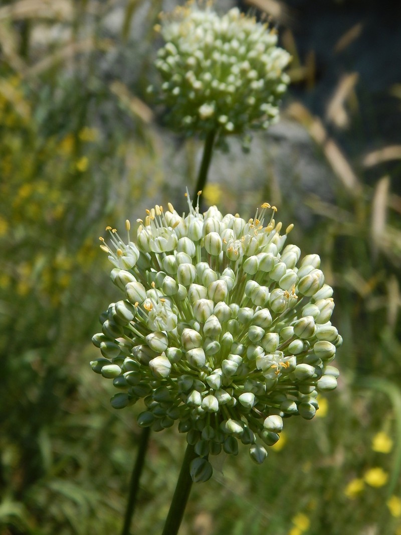 Allium drobovii photo 3