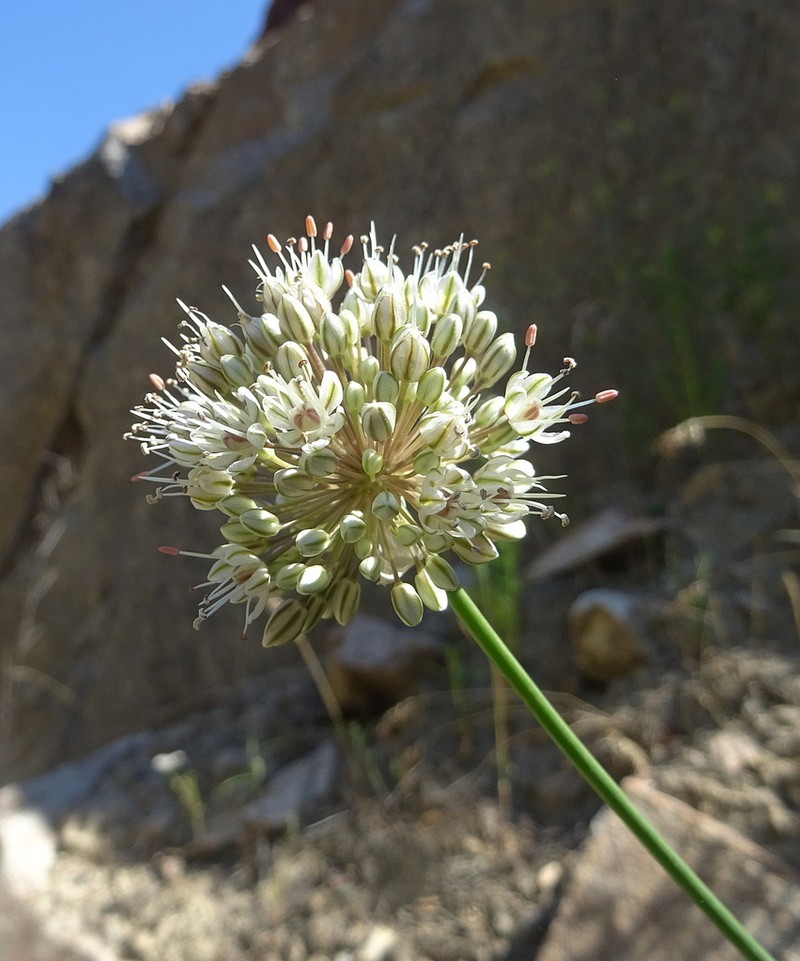 Allium drobovii photo 4