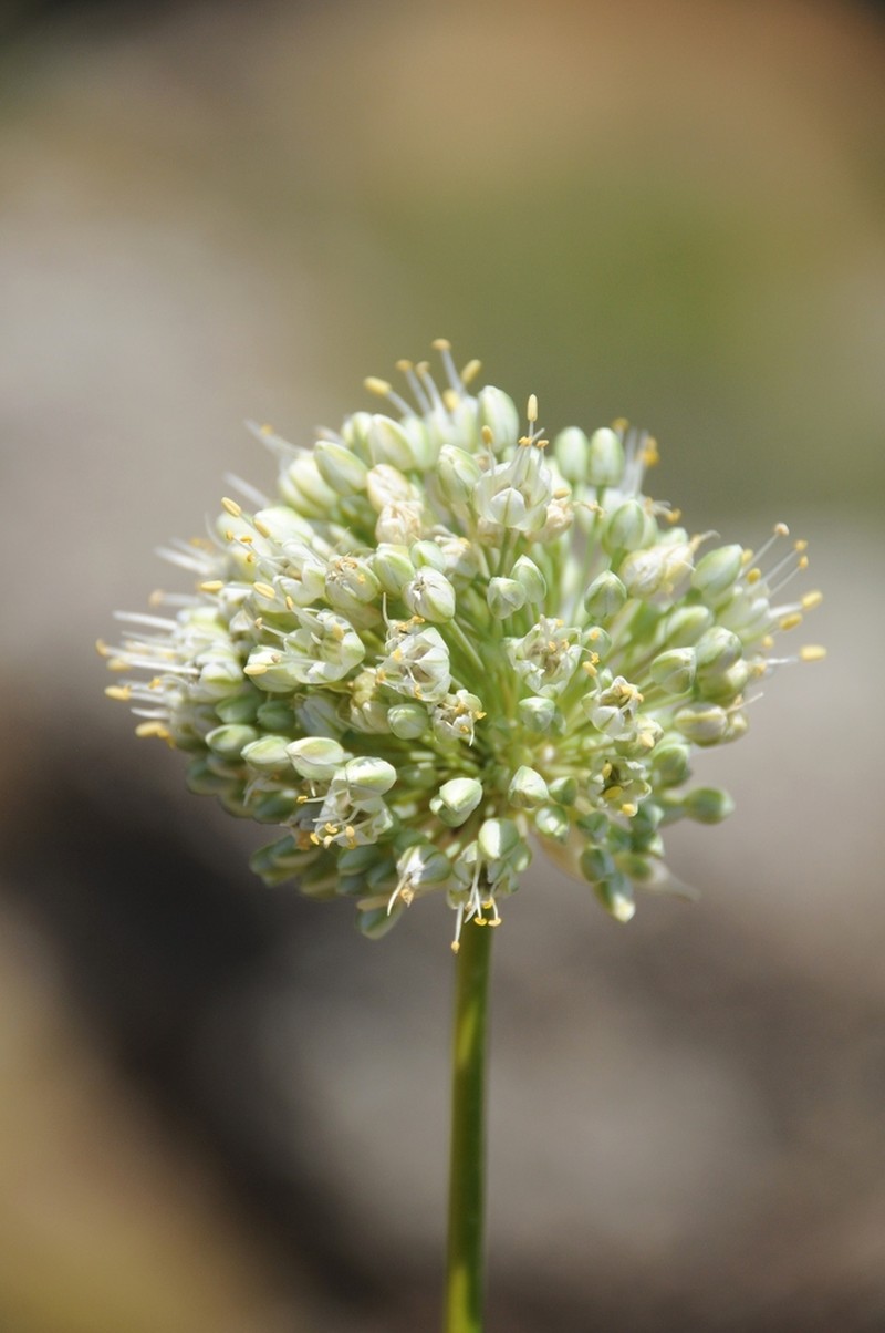 Allium drobovii photo 5