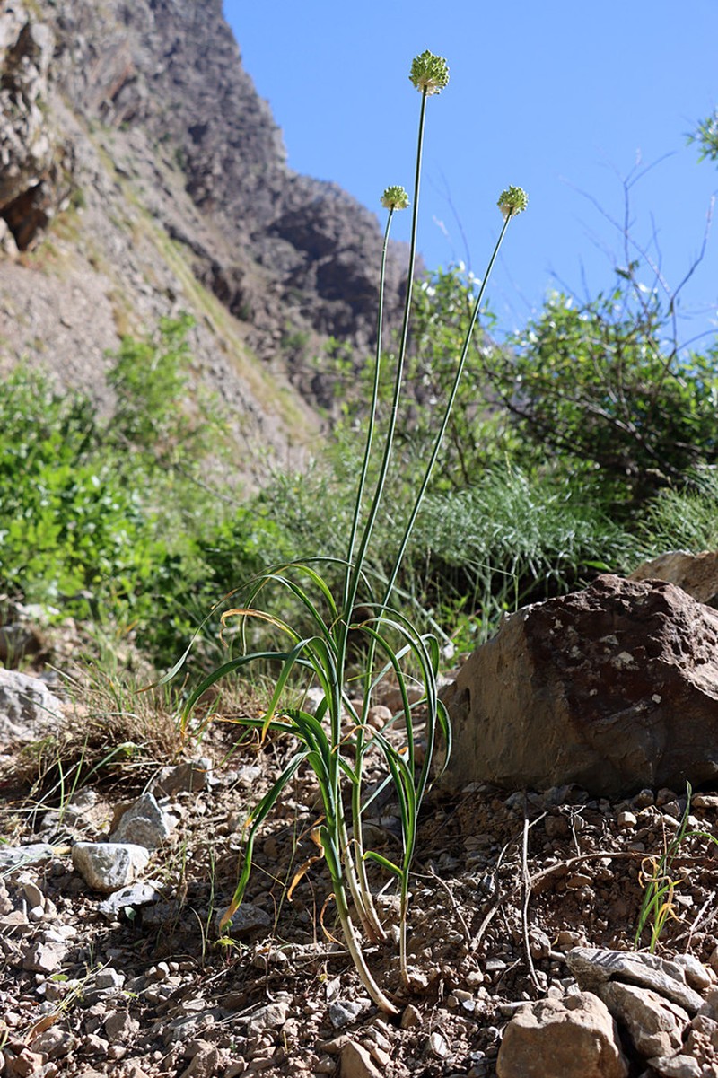 Allium drobovii photo 6