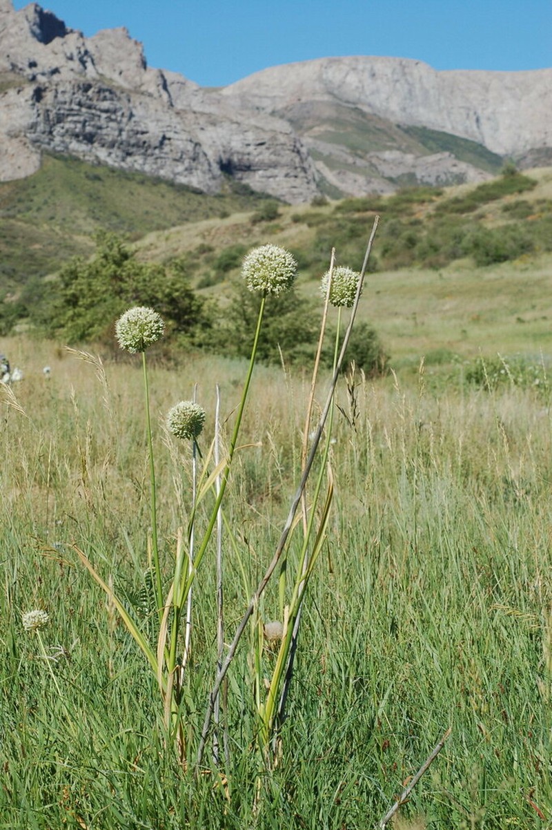 Allium drobovii photo 8