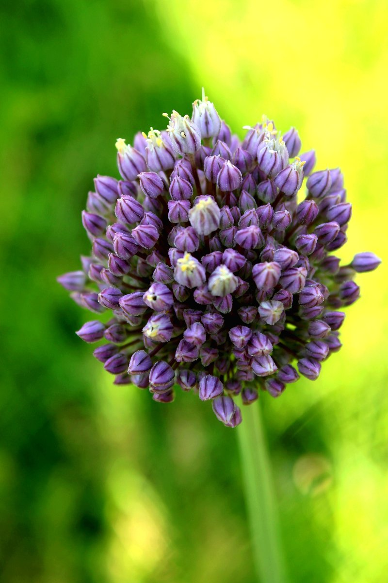 Drummond's Onion photo 2