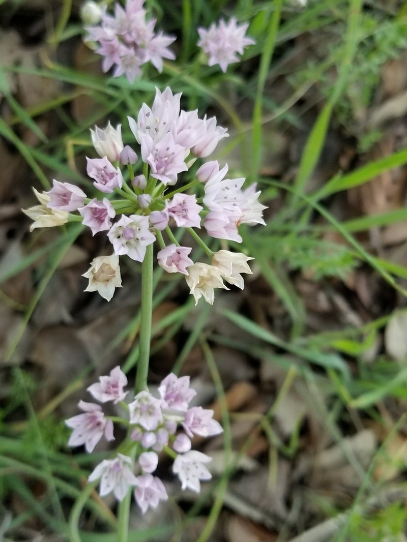 Drummond's Onion photo 7
