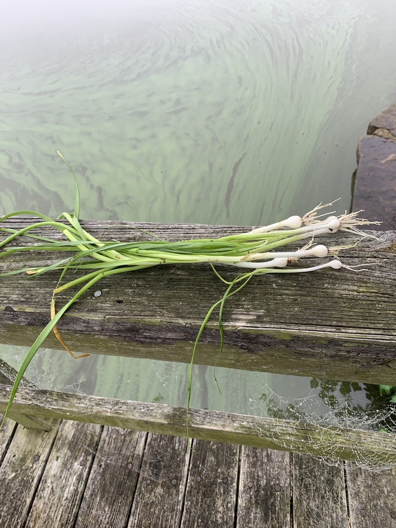 Drummond's Onion photo 8