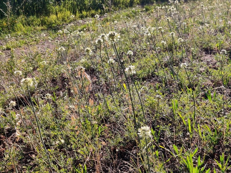 Allium dshungaricum