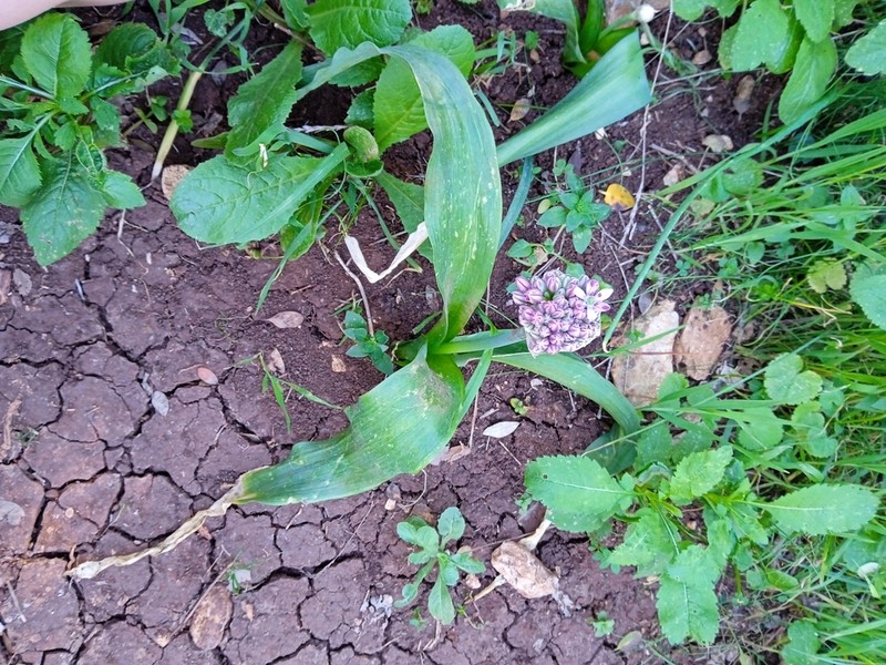 Allium dumetorum