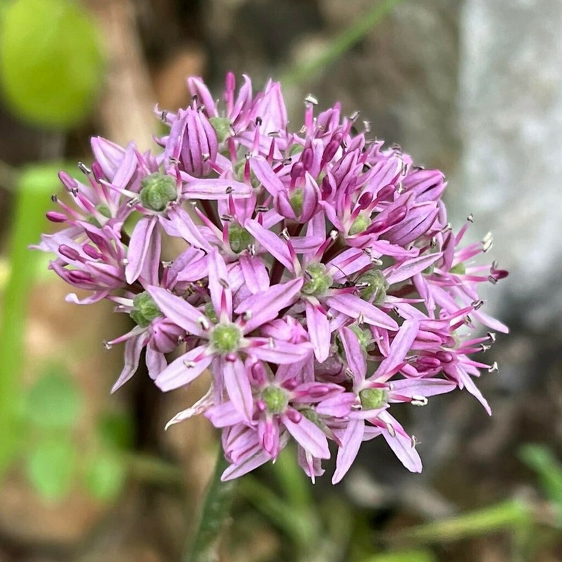 Allium dumetorum photo 2