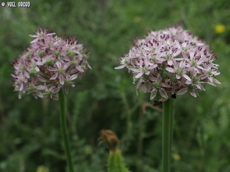 Allium dumetorum photo 3