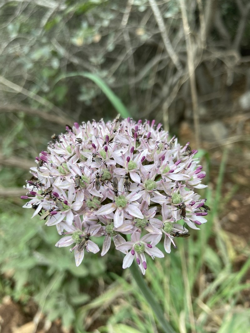 Allium dumetorum photo 4