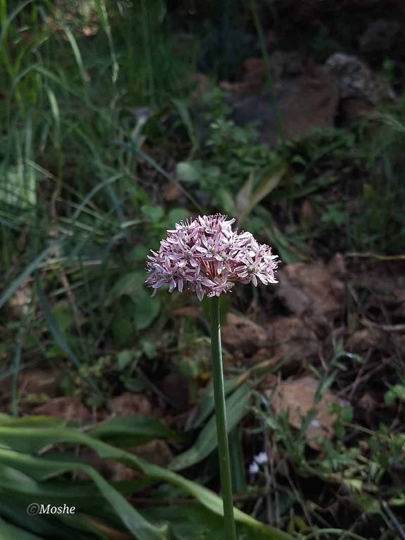 Allium dumetorum photo 6