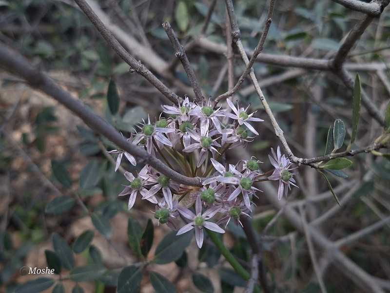 Allium dumetorum photo 7