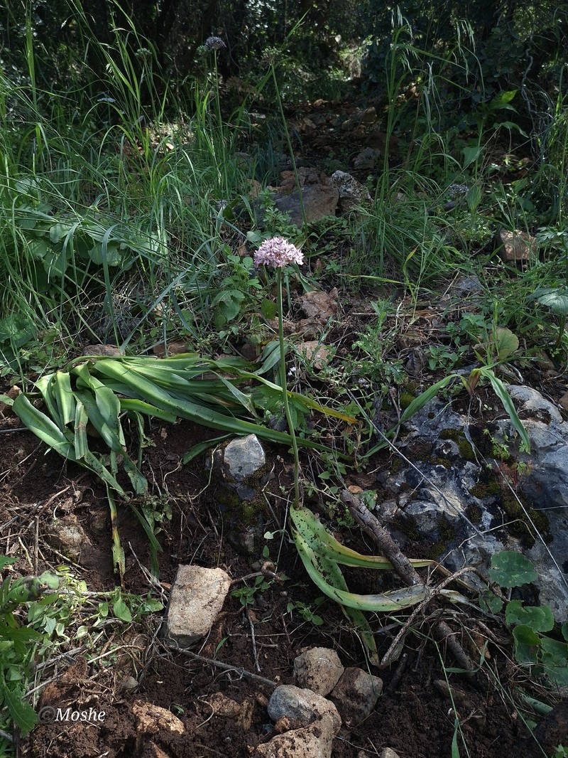Allium dumetorum photo 8