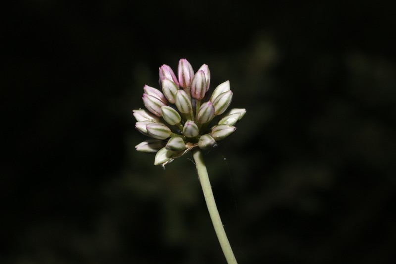 Allium ebusitanum photo 2