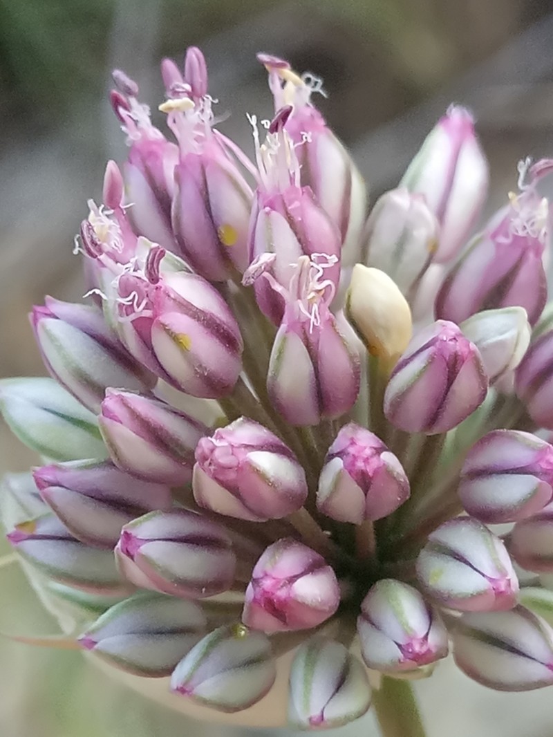 Allium ebusitanum photo 3