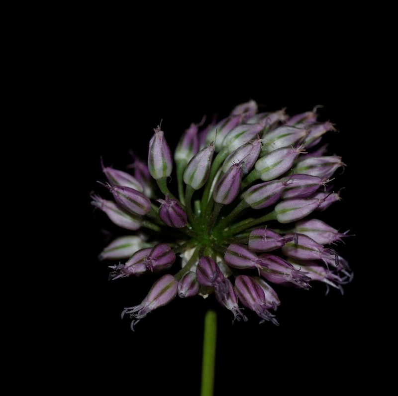 Allium ebusitanum photo 4