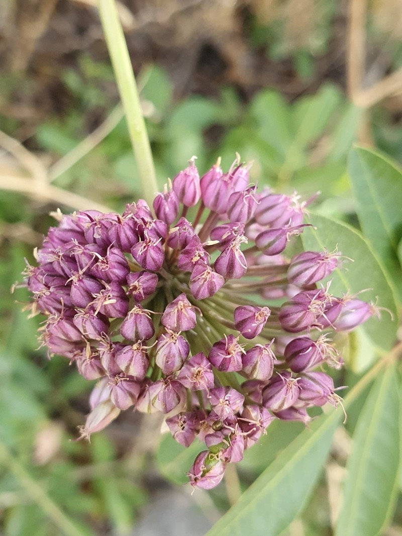 Allium ebusitanum photo 5