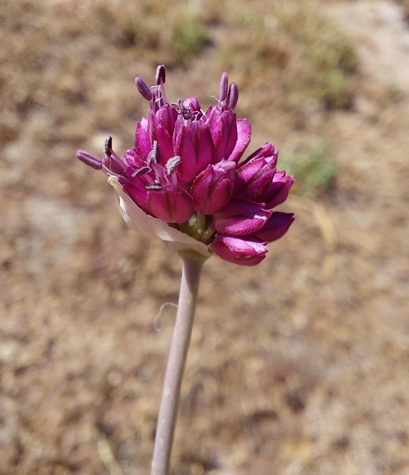 Allium ebusitanum photo 6