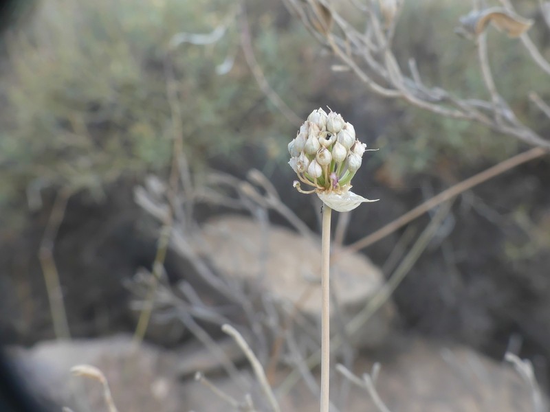 Allium ebusitanum photo 7