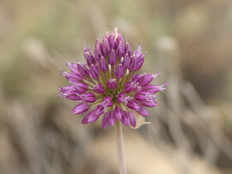 Allium ebusitanum photo 8